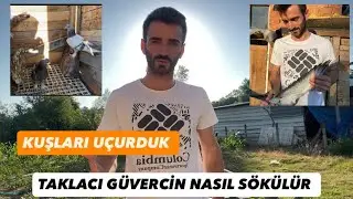 TAKLACI GÜVERCİN OYUN SÖKME TAKTİKLERİ PRATİK YÖNTEMLER NELERDİR 