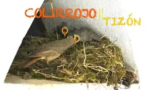 Colirrojo tizón anidando en caserío