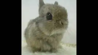 IMPROVED Chicken Bunny!