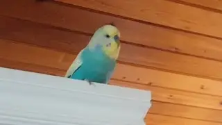 Budgie plays games - Syrup the Budgie