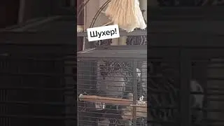 Них*я себе узбек! Попугай матерится. #shorts
