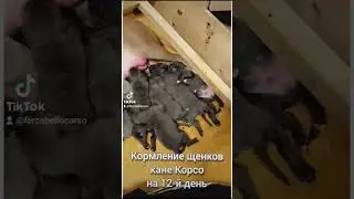 Кормление щенков кане корсо на 2-й и 12-й день. О-помет
