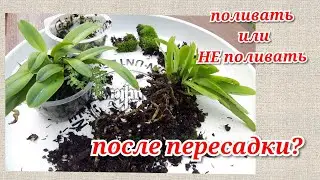 Transplanting Cattleya seedlings. Should I water after transplanting?
