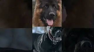 Pomeranian vs juguvar,cane corso, German shepherd 