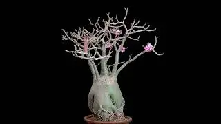 Adenium