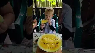 Правильная высадка привитого арбуза