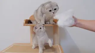 The kitten was so cute when she saw her daddy cat's fur turned into a ball...
