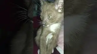 kangen taca