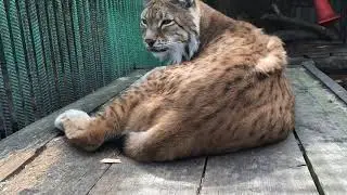Большереченский зоопарк 2019