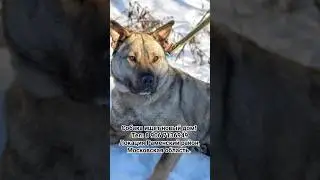 ШОК😲 Что стало с собакой!  