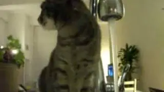 сушняк у кота.mp4