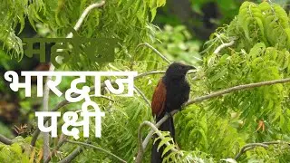 भारद्वाज - महोख - Greater Coucal - Crow Pheasant (Centropus sinensis)