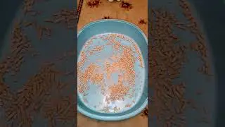 ЗАСЫПАЕМ НАПОЛНИТЕЛЬ В НОВЫЙ НОРШОК #жизнькота #приколыскотами #кот #funny