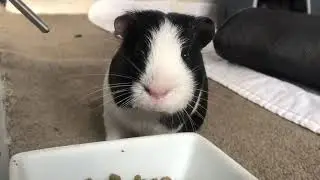 : Funny And Cute Guinea Pig Videos | Compilation Pet | #Shorts #66