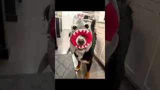 Silly dog playing with her shark toy