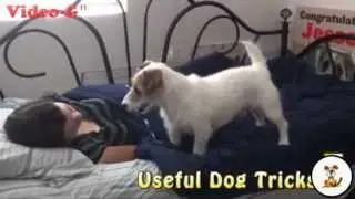 vi piacerebbe avere un cane che si occupa delle faccende domestiche?