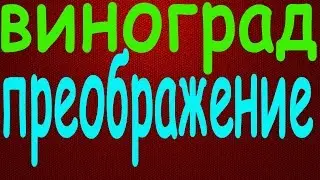 Виноград Преображение ❤❤❤❤❤
