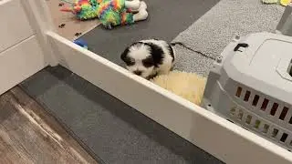 Everyone Passes the Barrier Challenge