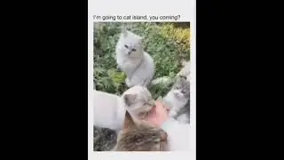 I'm going to Cat Island, you coming?