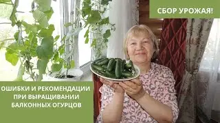 СБОР УРОЖАЯ БАЛКОННЫХ ОГУРЦОВ! Ошибки и рекомендации при выращивании