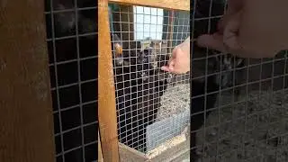забавные животные