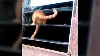 Cat escape