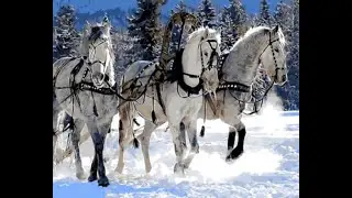 Хиль - Три белых коня (cover by Paisius Beekeeper)