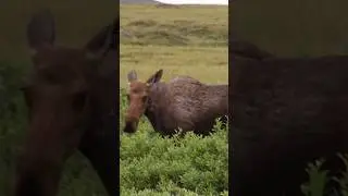 Angry Moose Encounter Alaska