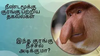நீண்டமூக்கு குரங்கு 🐒 பற்றிய தகவல்கள்| BMNatureNuggets #proboscismonkey #monkeys #trending #viral