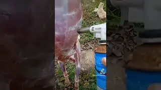 Саіжина
