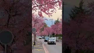 Cherry blossoms in Ascona