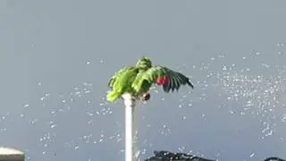 the shower Parrot