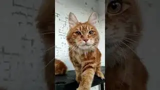Курильская кош