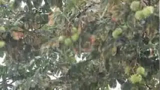футаж  =ливень=