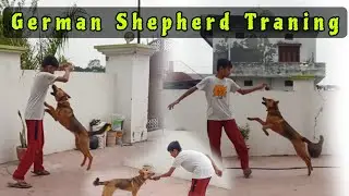 German Shepherd Dog Training 👹