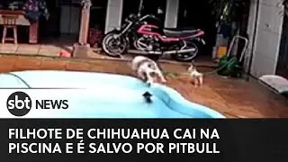 Emocionante: filhote de chihuahua é salvo por Pitbull após cair em piscina