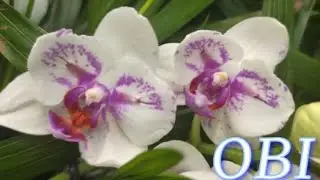 №898/ СВЕЖАЯ поставка ОРХИДЕЙ в OBI