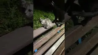 Кот вышел на охоту! 😺😺