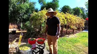 Must Have Grape Vine and Harvest tips!! GRAPES are great for your Garden!