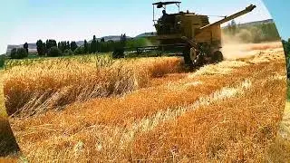 Buğday Hasadı