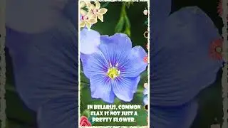 The Flax Flower #shorts