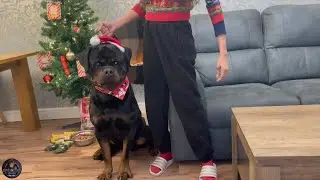 A Very Merry Christmas With Our Rottweiler Family