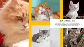 Video Explainer Toko Kucing Samarinda