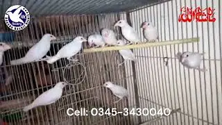 Silver Java Chicks | Silver Java Birds Karachi | Silver Java Birds | @akaviary