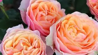 THESE ROSES ARE THE FIRST. THE FIRST WAVE OF FLOWERING HAS BEGUN. TREATMENT OF ROSES BEFORE THE P...