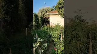 Unusual Visitor In The Garden