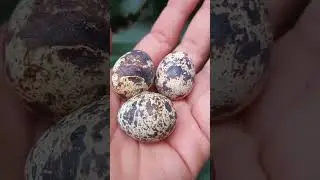 KINGFISHER bird EGGS
