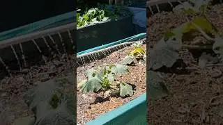 Огород француза с высокими грядками 