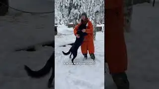 Как это работает - упряжка, лидеры, Смоки☺️ #белыйветер #санктпетербург #собаки #хаски #упряжка