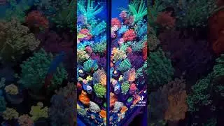 gionopora tank #aquarium #marineaquarium #marineaquariumsetup #reef #coralreeftank